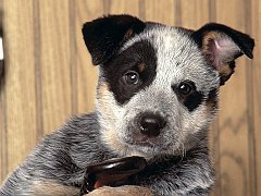 Cricket, Australian Cattledog Pup